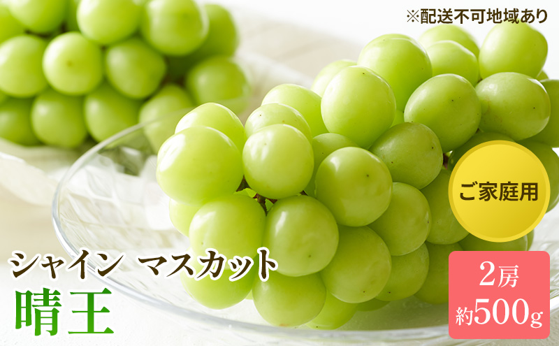 【岡山県玉野市】ぶどう 2025年 先行予約 ご家庭用 シャイン マスカット 晴王 約500g×2房 ブドウ 葡萄  岡山県産 国産 フルーツ 果物 太陽 美しい 外観 大粒 高糖度 種なし 皮ごと 弾力 食感 美味しい