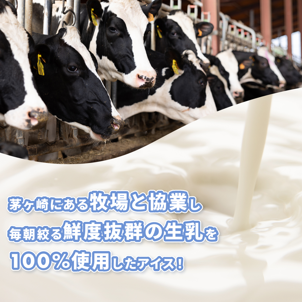 プレンティーズ バニラアイスクリーム 10個セット バニラ アイス バニラアイス アイスクリーム バニラ味 アイス 氷菓 マダガスカル マダガスカル産バニラ バニラビーンズ スタンダードバニラ お取り寄せ 送料無料 神奈川県 茅ヶ崎市