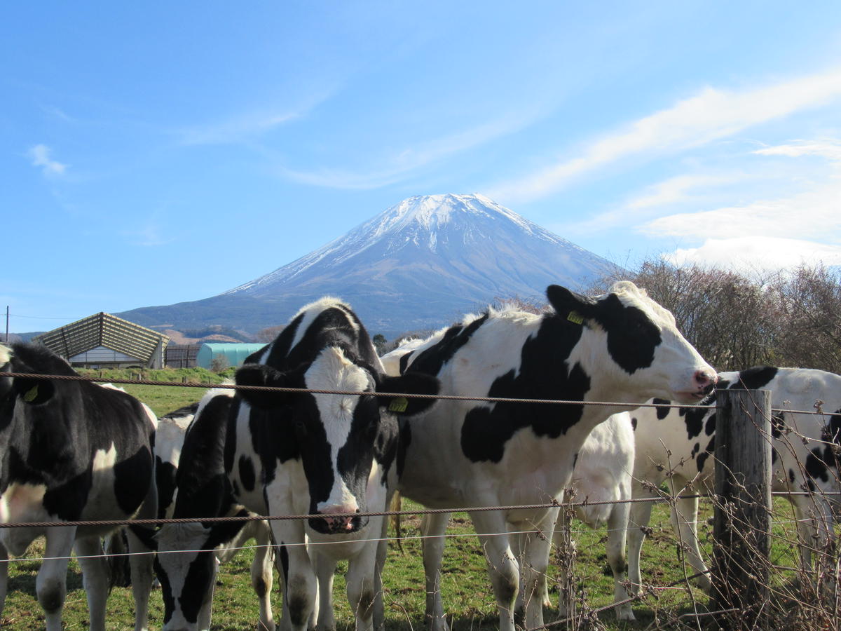 富士山プレミアム牛乳1リットルパック（4本セット×1回） FAT001 / 山梨