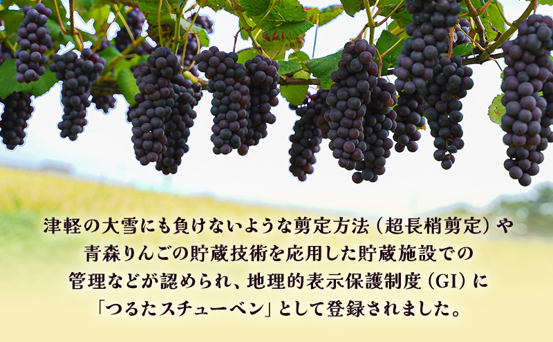 青森県鶴田町のふるさと納税 【 数量限定 】芽実農園 農家直送 スチューベン 約 2kg【 9月 ～ 1月発送 】青森県鶴田町産 果物 フルーツ ぶどう おやつ デザート 食後 冬ぶどう