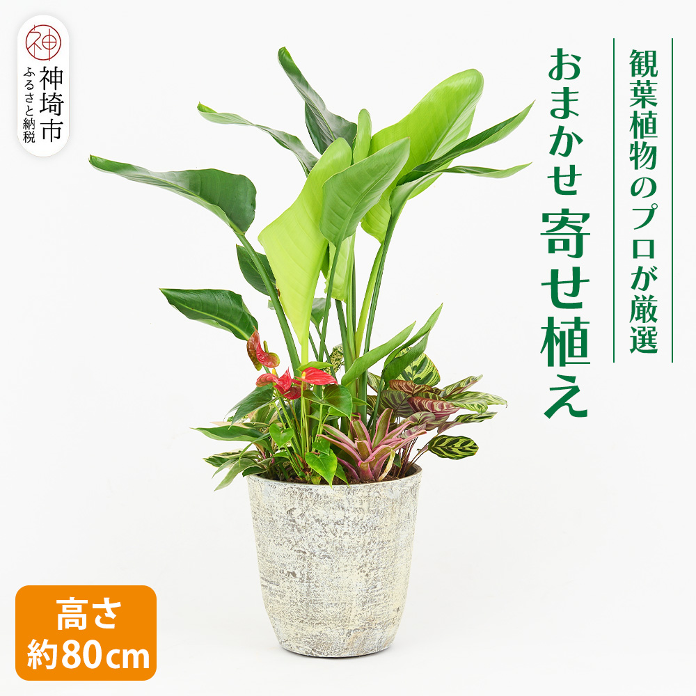 オリジナルアレンジ観葉植物 Lサイズ【寄せ植え インテリア リビング