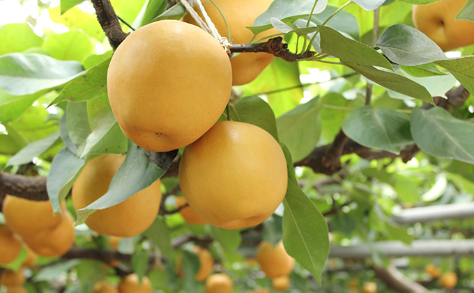 梨 2026年 先行予約 新高梨 3～6玉 青秀以上 合計約4.0kg 梨 なし 果物 フルーツ 岡山県産 化粧箱入り 大きさ 形 おいしさ 梨の王様 大玉 甘い みずみずしく 上品 風味 シャリシャリ 食感 