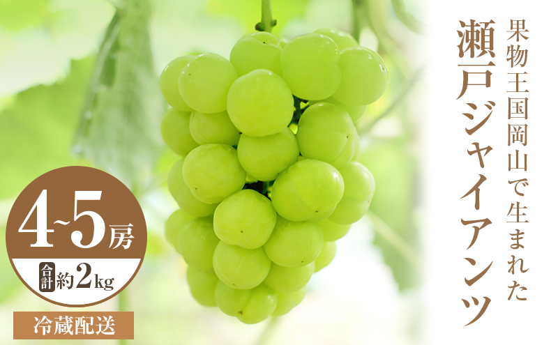 ぶどう10枚 岡山県産 JA全農おかやま 高級ハウス栽培 シャインマスカット＆ニュー