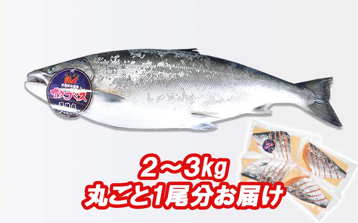 北海道新ひだか町のふるさと納税 ＜3月31日までの受付＞ 北海道産 サクラマス ひと塩 姿切り身 2kg ～ 3kg まるごと 1尾 期間限定