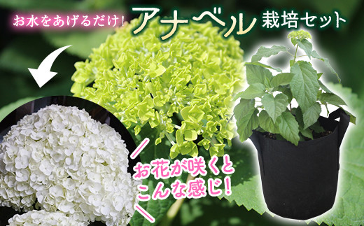 FKK19-806_【先行予約】アナベル栽培セット 花 はな ガーデニング フラワー アジサイ 紫陽花 インテリア 観葉植物 観賞用 鉢植え 苗