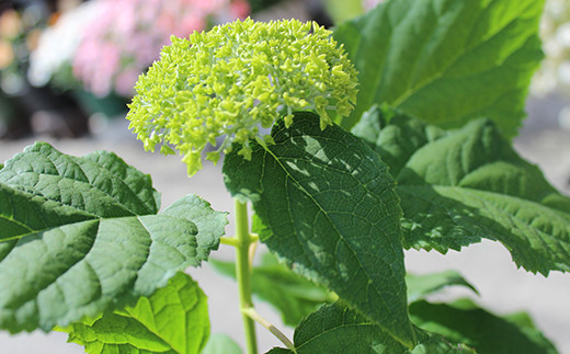 FKK19-806_【先行予約】アナベル栽培セット 花 はな ガーデニング フラワー アジサイ 紫陽花 インテリア 観葉植物 観賞用 鉢植え 苗