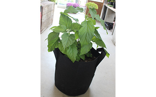 FKK19-806_【先行予約】アナベル栽培セット 花 はな ガーデニング フラワー アジサイ 紫陽花 インテリア 観葉植物 観賞用 鉢植え 苗