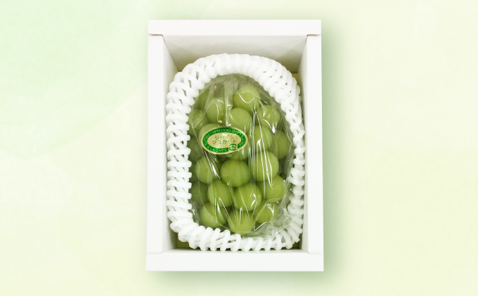 ぶどう 2026年 先行予約 シャイン マスカット 1房 約500g ブドウ 葡萄  岡山県産 国産 フルーツ 果物 ギフト