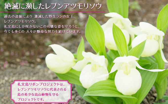 先行予約 【礼文島リボンプロジェクト】 北北海道 礼文島産  塩水ウニ （ キタムラサキウニ ）100g×2  生うに うに 雲丹  魚貝類 海の幸 海鮮 