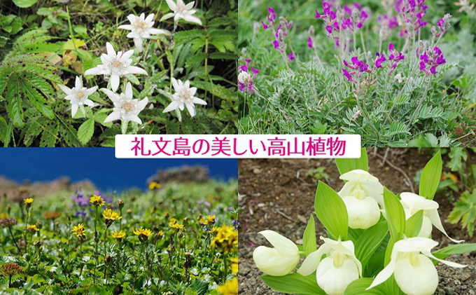 【礼文島リボンプロジェクト】北海道 礼文島産 ウニの食べ比べセット（エゾバフンウニ キタムラサキウニ） 魚貝類 海の幸 海鮮 