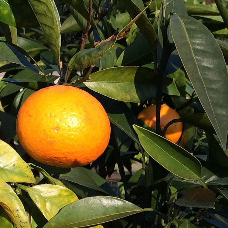 【春みかん】和歌山有田産カラマンダリン約5kg(サイズ混合　ご家庭用)