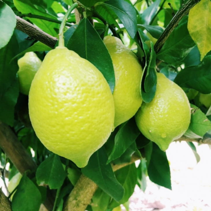 有田産の安心国産レモン約5kg （サイズ混合） ※2025年10月中旬～2026年4月下旬頃に順次発送予定