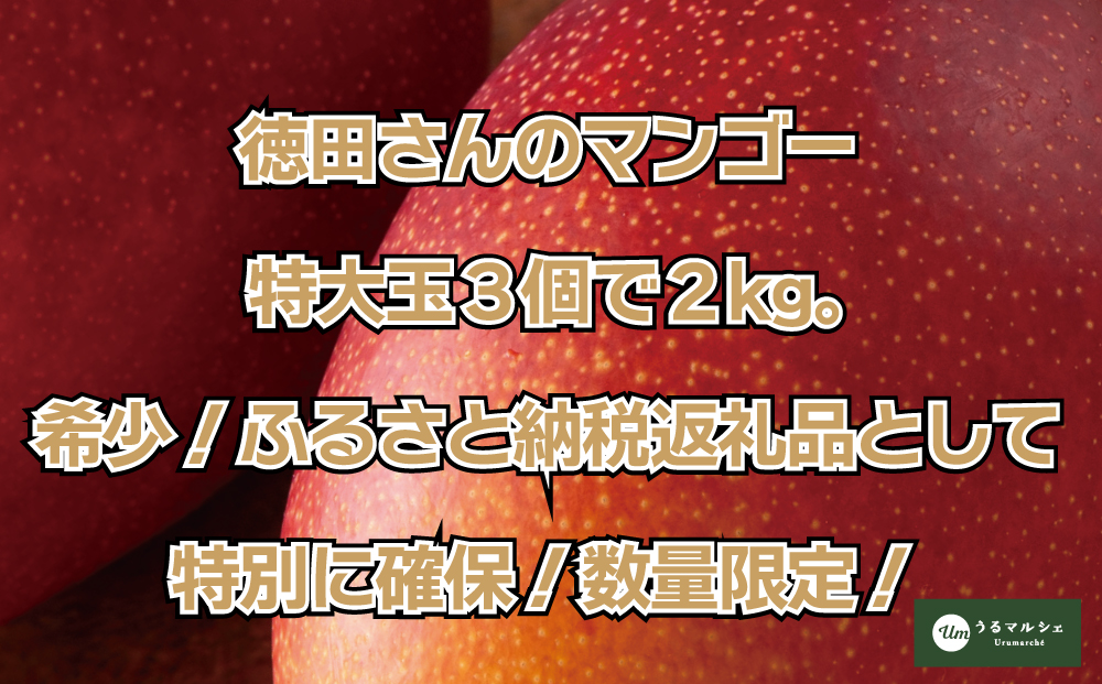 【ふるさと納税】【希少な大玉５００g】徳田さんの極上贈答用マンゴー　特大玉３個　約２kg【 先行予約 2026年発送 】