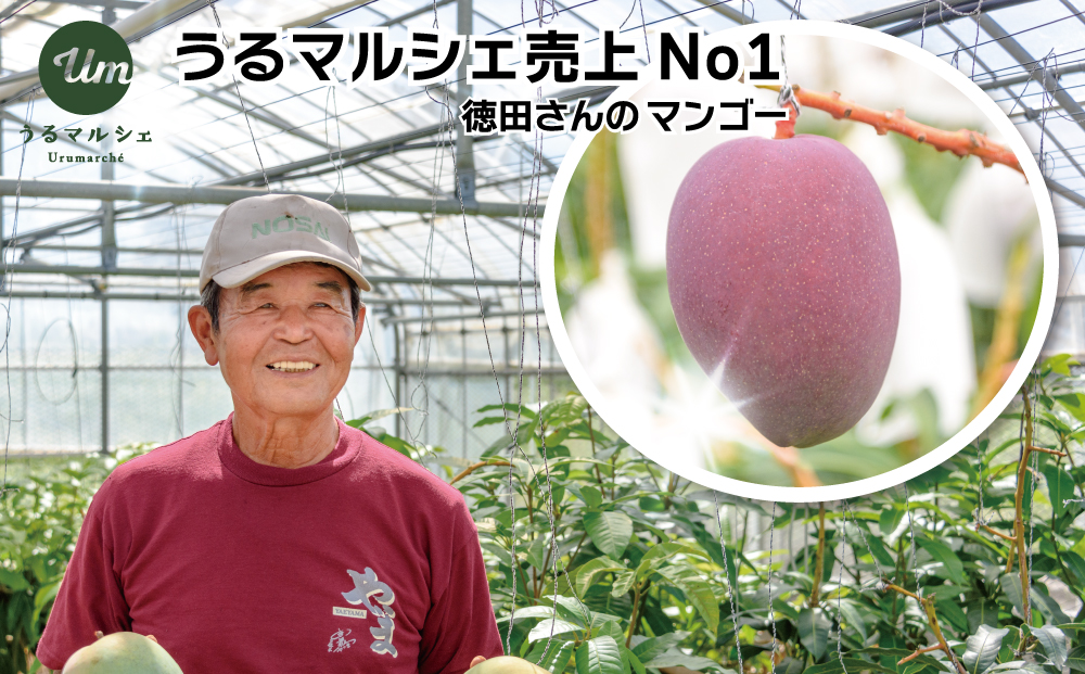 【ふるさと納税】【希少な大玉５００g】徳田さんの極上贈答用マンゴー　特大玉３個　約２kg【 先行予約 2026年発送 】