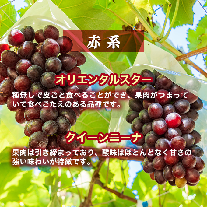 【令和8年産】ぶどう 2種類 セット 品種おまかせ 2kg 3～4房入 食べ比べ 旬 朝採れ 種無し 兵庫県産 農家直送  果物 果物類 フルーツ デザート ギフト 詰め合わせ  化粧箱入り 甘い