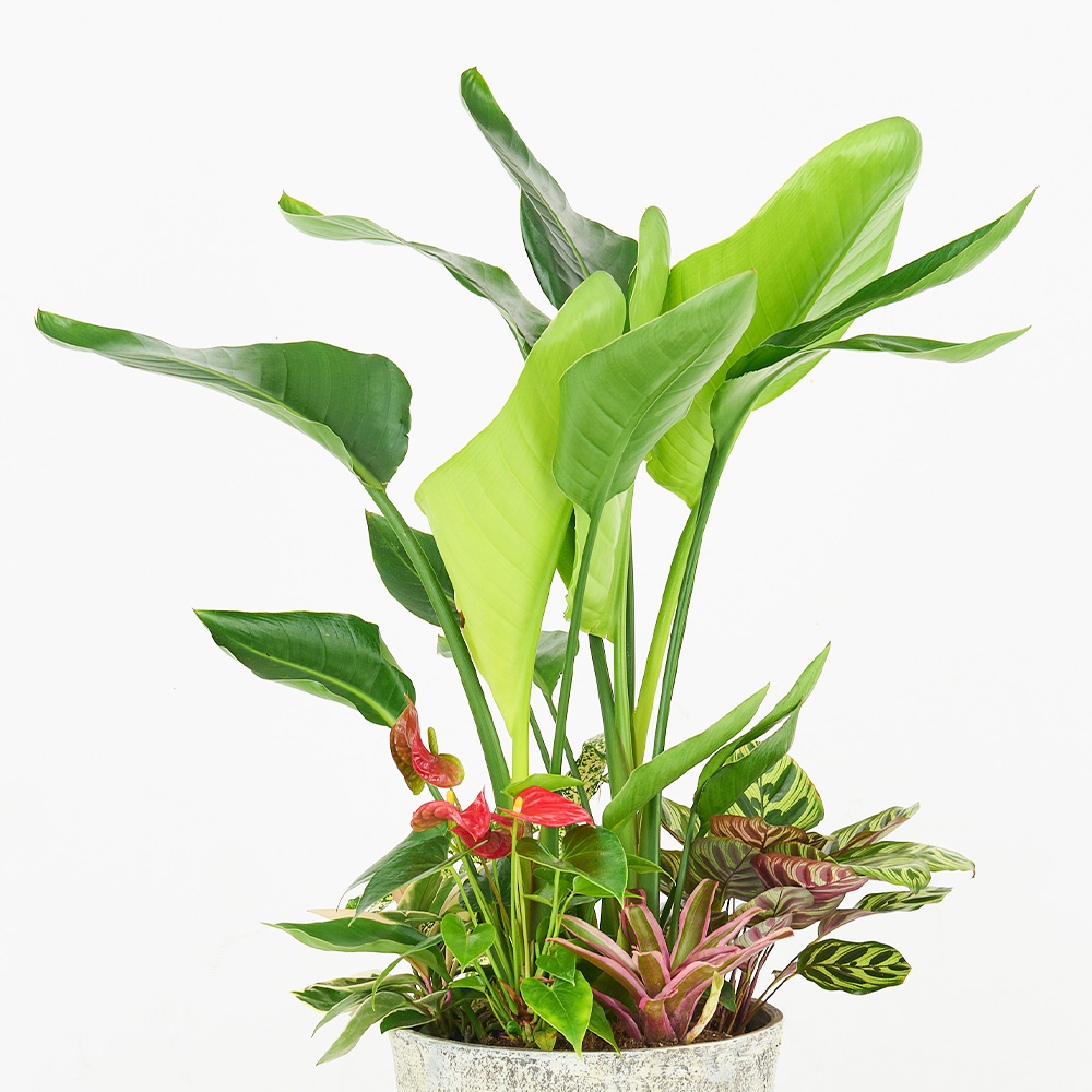 オリジナルアレンジ観葉植物 Lサイズ【寄せ植え インテリア リビング