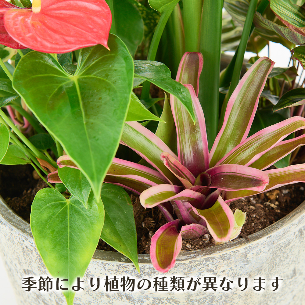 オリジナルアレンジ観葉植物 Lサイズ【寄せ植え インテリア リビング