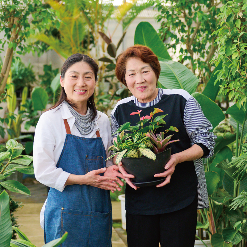 オリジナルアレンジ観葉植物 Lサイズ【寄せ植え インテリア リビング