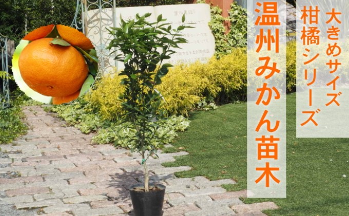 苗木 柑橘苗 大きめサイズ 温州みかん 1本 配送不可 北海道 沖縄 離島 果物の苗木 みかんの苗木 植物 豊産性 よく実る 簡単 庭 ガーデニング 