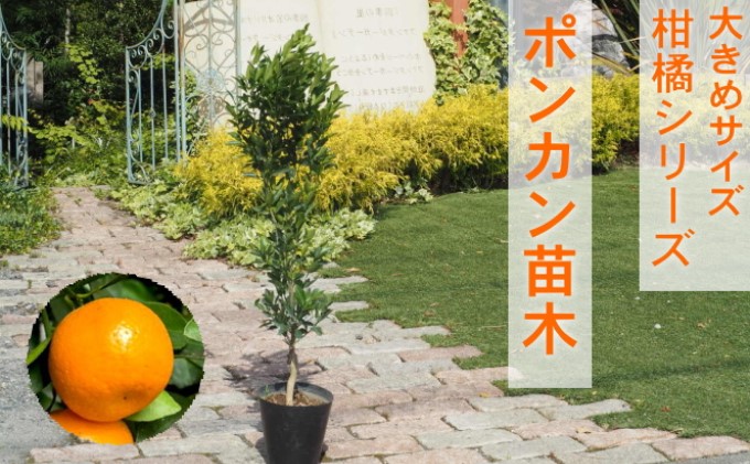 ポンカン苗木 3株　みかん苗木 楽天市場】みかん 苗木 ポンカン [小] 9cmポット 【ベランダで