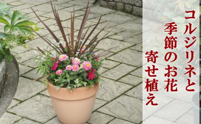 【福岡県朝倉市】寄せ植え 鉢植え コルジリネと季節のお花 配送不可 北海道 沖縄 離島 植物 ガーデニング 庭 インテリア 癒し 玄関先 スタイリッシュ おしゃれ 華やか