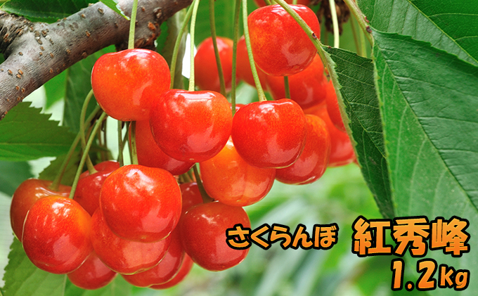 先行受付 北海道 仁木町産さくらんぼ 紅秀峰 1.2kg （300g×4パック） 美味しい 人気 おすすめ お裾分け サクランボ チェリー フルーツ 果物 果物類  仁木町 仁木 [JA新おたる]
