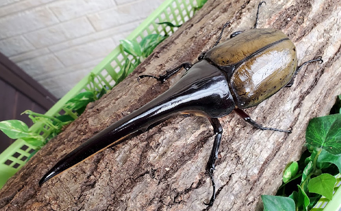 カブトムシの王様 ヘラクレスオオカブト オス１匹 150mm台 生き物 昆虫 生体 かっこいい 虫好き 昆虫好き 男の子 虫 子供 孫 プレゼント 贈り物 