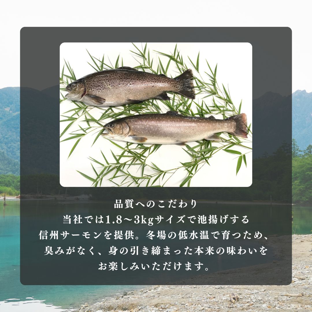 トロリとろける信州サーモン350g～400g（虹鱒×ブラウントラウト）と虹鱒イクラ醤油漬け150g 魚貝類 簡単調理 海鮮丼 程よい脂 生食用 刺身 魚卵 魚介セット 
