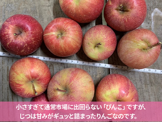 青森県鰺ヶ沢町産りんご megumi farmのぴんこ【訳あり 超小玉