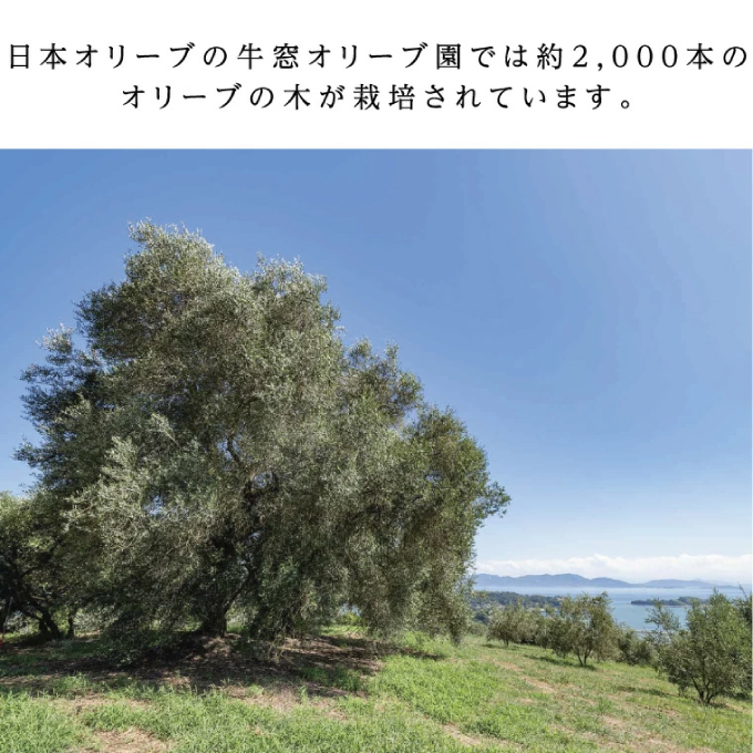 【12月発送！】御歳暮 有機栽培 エキストラバージン オリーブオイル 180g 3本セット 調味料 オリーブ油 植物オイル シングル ブレンド ギフト 