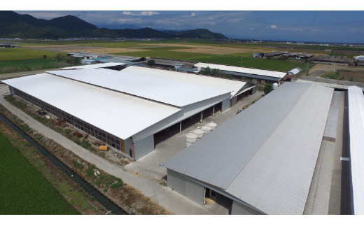 【カメチク】近江牛すき焼きしゃぶしゃぶ用700g【FK02W】