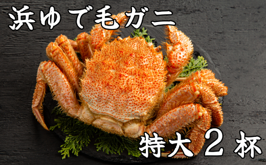 52-10 【年内配送12月15日入金まで】流氷明け浜ゆで毛ガニ　特大2杯 within2025