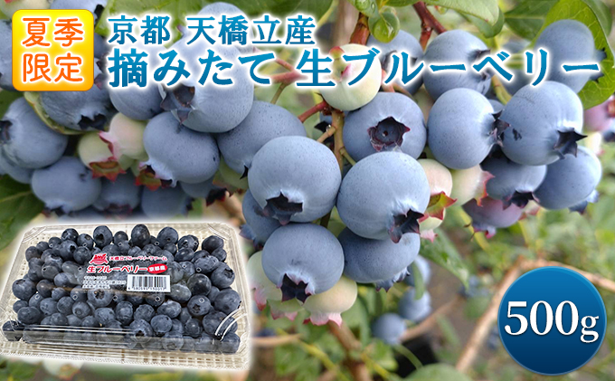 【京都府宮津市】【ふるさと納税】令和8年夏季予約販売 摘みたて 生ブルーベリー 500g 〈お届け:2026年6月下旬〜8月末まで 〉フルーツ ブルーベリー
