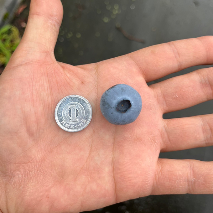 【ふるさと納税】令和8年夏季予約販売 摘みたて 生ブルーベリー 500g 〈お届け：2026年6月下旬～8月末まで 〉フルーツ ブルーベリー