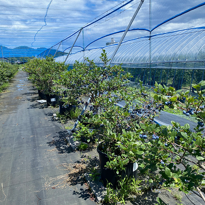 【ふるさと納税】令和8年夏季予約販売 摘みたて 生ブルーベリー 500g 〈お届け：2026年6月下旬～8月末まで 〉フルーツ ブルーベリー