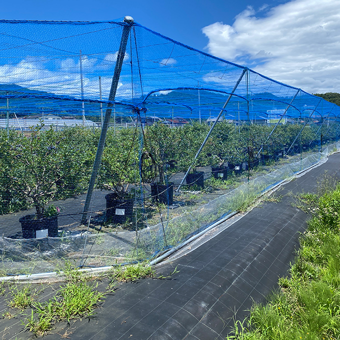 【ふるさと納税】令和8年夏季予約販売 摘みたて 生ブルーベリー 500g 〈お届け：2026年6月下旬～8月末まで 〉フルーツ ブルーベリー