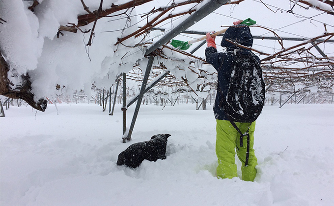 【完全無添加】【安心安全】【こだわりの搾汁製法】【サンふじ】りんごのジュース 3本セット【栽培期間中 除草剤・ネオニコチノイド系農薬・化学肥料不使用】 果実飲料 アップルジュース ストレートジュース 飲み物 
