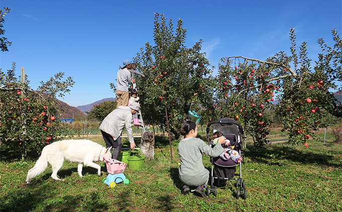 【完全無添加】【安心安全】【こだわりの搾汁製法】種あり巨峰ジュース300ml×3本セット【栽培期間中 除草剤・ネオニコチノイド系農薬・化学肥料不使用】 果実飲料 フルーツジュース 飲み物 グレープジュース