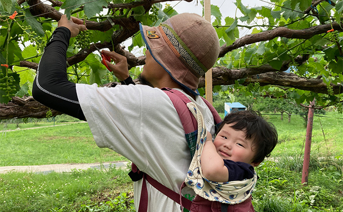 【完全無添加】【安心安全】【こだわりの搾汁製法】種あり巨峰ジュース300ml×3本セット【栽培期間中 除草剤・ネオニコチノイド系農薬・化学肥料不使用】 果実飲料 フルーツジュース 飲み物 グレープジュース