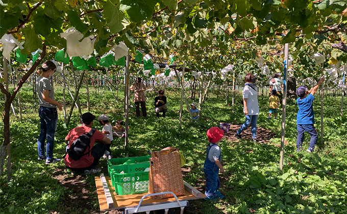 【完全無添加】【安心安全】【こだわりの搾汁製法】種あり巨峰ジュース300ml×3本セット【栽培期間中 除草剤・ネオニコチノイド系農薬・化学肥料不使用】 果実飲料 フルーツジュース 飲み物 グレープジュース