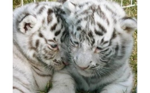 白鳥動物園（一家族5名様まで）チケット 入場券 優待券 