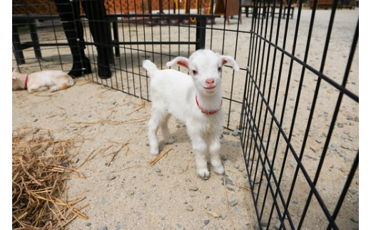 白鳥動物園（一家族5名様まで）チケット 入場券 優待券 
