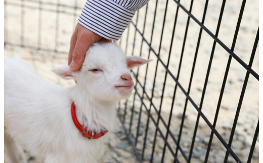白鳥動物園（一家族5名様まで）チケット 入場券 優待券 