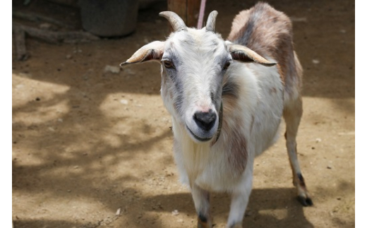 白鳥動物園（一家族5名様まで）チケット 入場券 優待券 