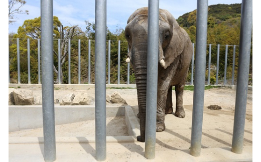 白鳥動物園（一家族5名様まで）チケット 入場券 優待券 