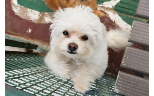 白鳥動物園（ペア）チケット 入場券 優待券 