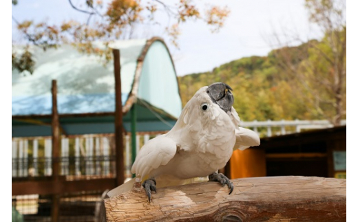 白鳥動物園（ペア）チケット 入場券 優待券 