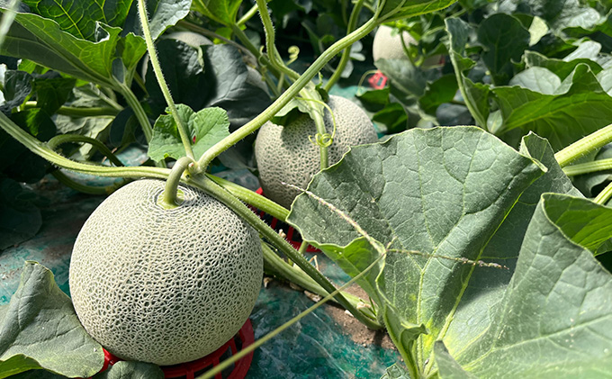 【2026年7月～発送】北海道 富良野産 厳選 赤肉 メロン 約1.6kg×2玉 (吉中農園) メロン フルーツ 果物 新鮮 甘い 贈り物 ギフト 道産 ジューシー おやつ ふらの ブランド 夏 