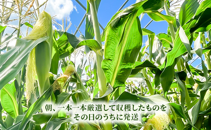 【2026年7月～発送】北海道 富良野産 朝穫り 白い とうもろこし 10本入り (吉中農園) とうもろこし とうきび コーン 野菜 新鮮 甘い ジューシー 贈り物 ギフト 道産 直送 ふらの