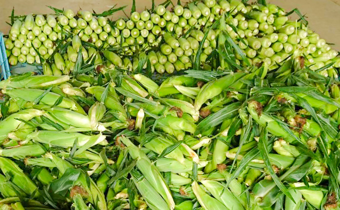 【2026年7月～発送】北海道 富良野産 朝穫り 白い とうもろこし 10本入り (吉中農園) とうもろこし とうきび コーン 野菜 新鮮 甘い ジューシー 贈り物 ギフト 道産 直送 ふらの